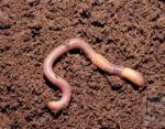У плоского червя найден ген бессмертия